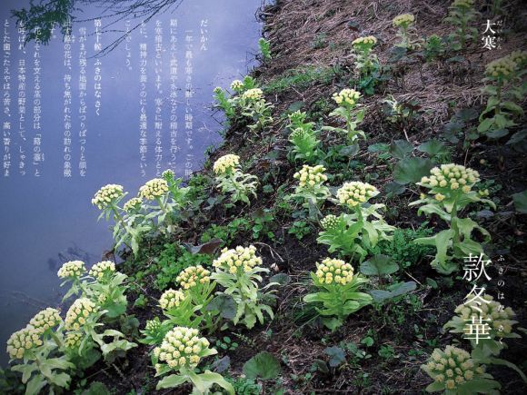 フキノトウ_c0025115_20550554.jpg