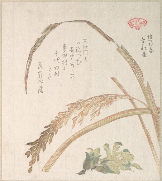 フキノトウ_c0025115_20581621.jpg