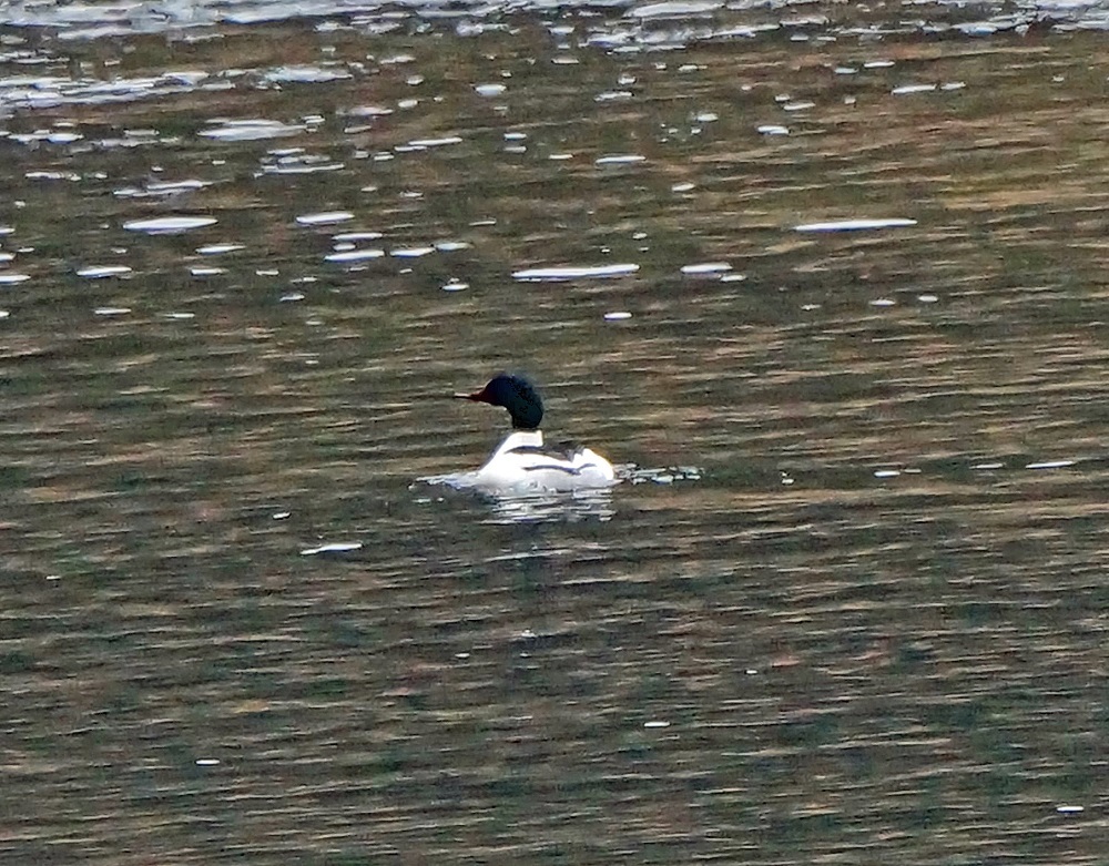 c0042418_13331752.jpg
