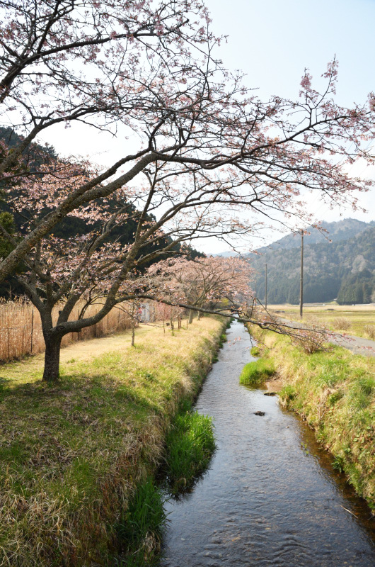 春の小川はさらさらいくよ_e0362418_22381806.jpg