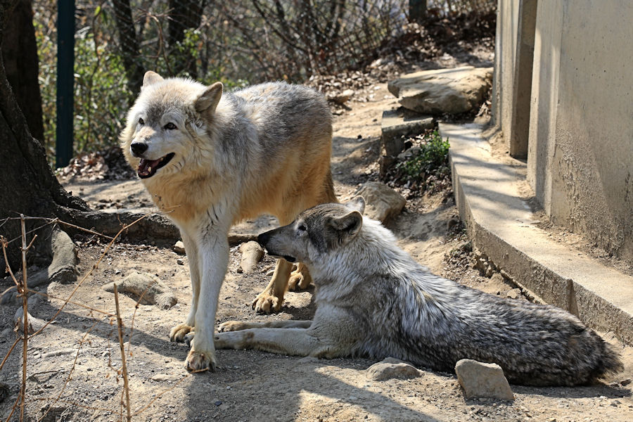 ゼットン」と「サクラ」 : 動物園放浪記