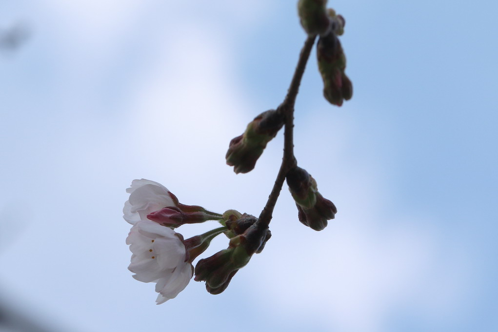 岩国　桜_a0124530_1015336.jpg