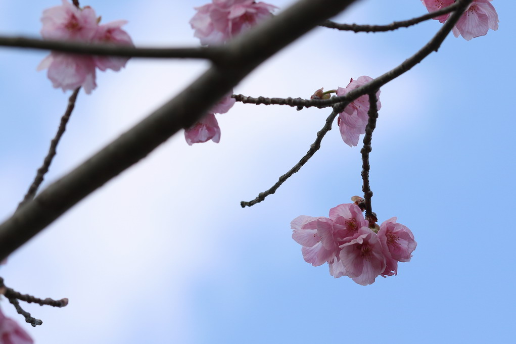 岩国　桜_a0124530_1034571.jpg