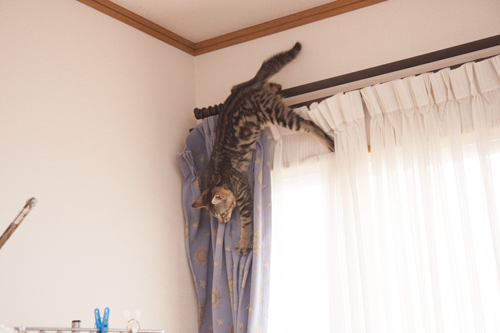 のぼらないでぇぇ_d0355333_14292601.jpg