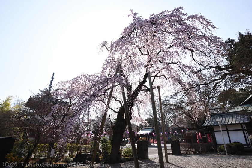 川越大師 喜多院 枝垂れ桜 1_e0362037_11251394.jpg