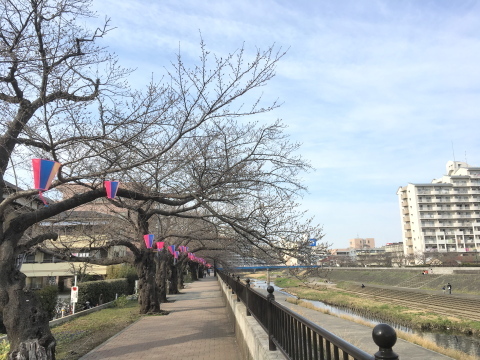 マティスとルオー展　　　お墓参り時の桜　　　夕食_c0097838_14144819.jpg