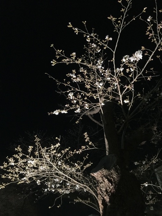 夜桜とあんぱん_a0103940_22022446.jpg