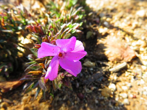 2017年3月30日　シバザクラの花が咲きました !_b0341140_202338.jpg