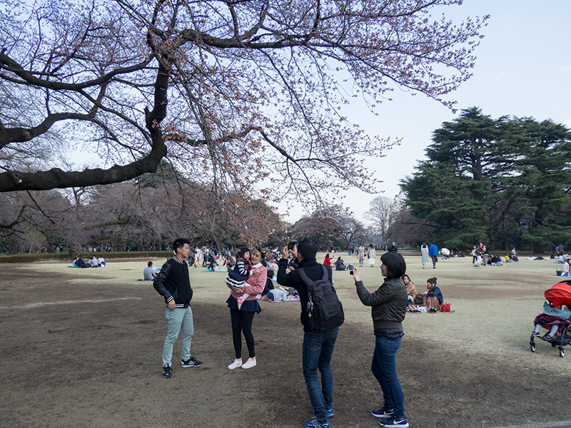 新宿御苑の桜はまだ_a0003650_22484769.jpg