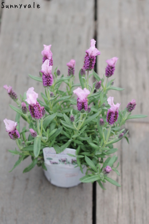 フレンチラベンダーでふわふわ寄せ植え さにべるスタッフblog Sunny Day S Garden