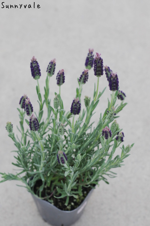 フレンチラベンダーでふわふわ寄せ植え さにべるスタッフblog Sunny Day S Garden