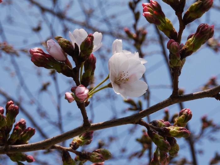 　　私の桜（ソメイヨシノ）標準木_b0093754_2091374.jpg