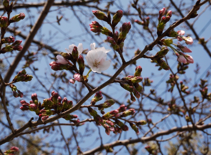 　　私の桜（ソメイヨシノ）標準木_b0093754_209397.jpg