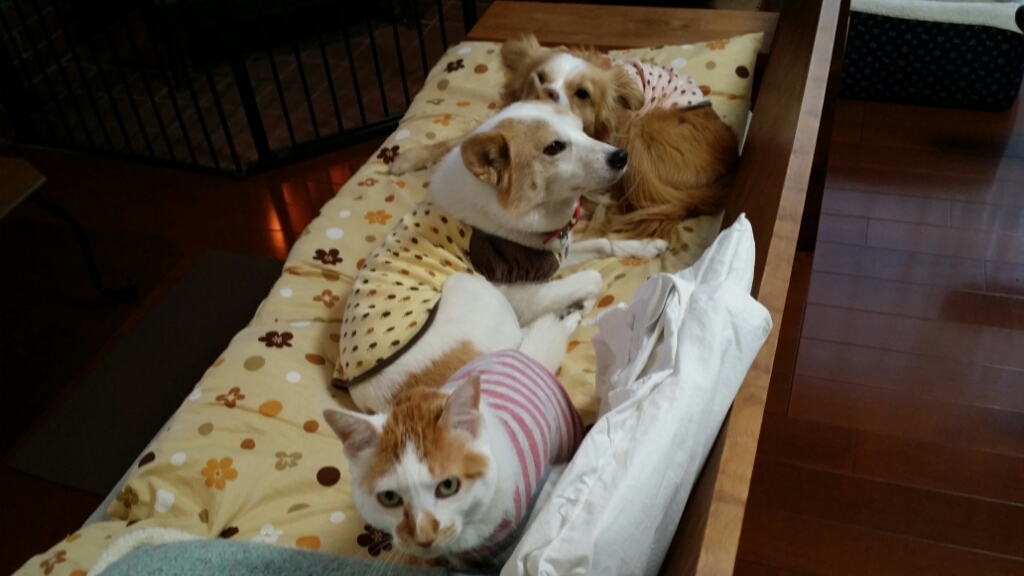 f0046854_22010312.jpg