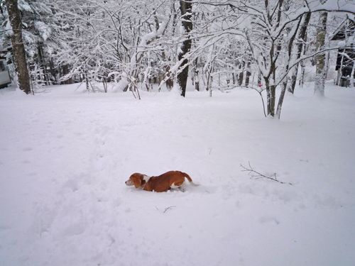 大雪！　大はしゃぎ_b0045357_54172.jpg