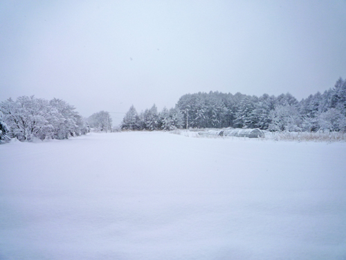 大雪！　大はしゃぎ_b0045357_58354.jpg