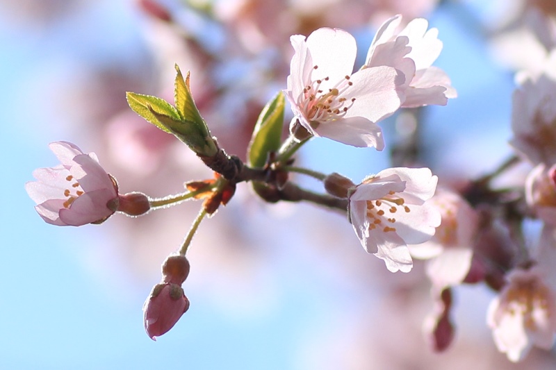 枝垂れ桜咲く♪_a0167759_0203566.jpg