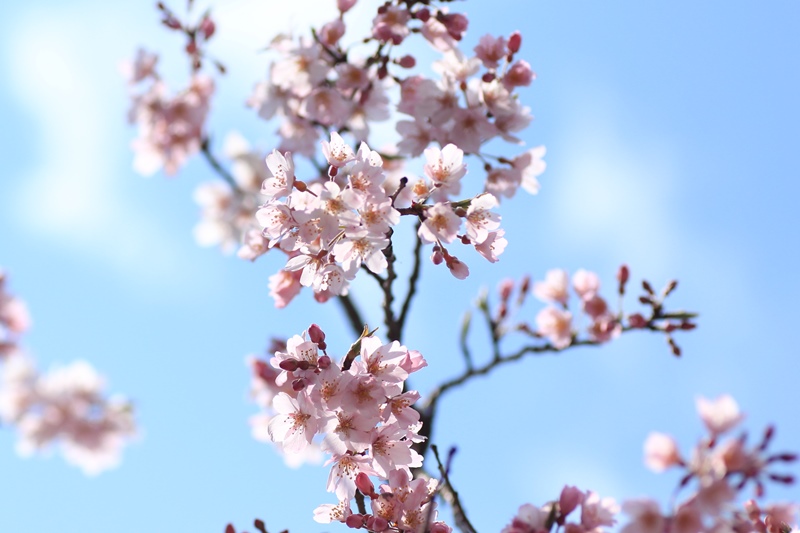 枝垂れ桜咲く♪_a0167759_021185.jpg