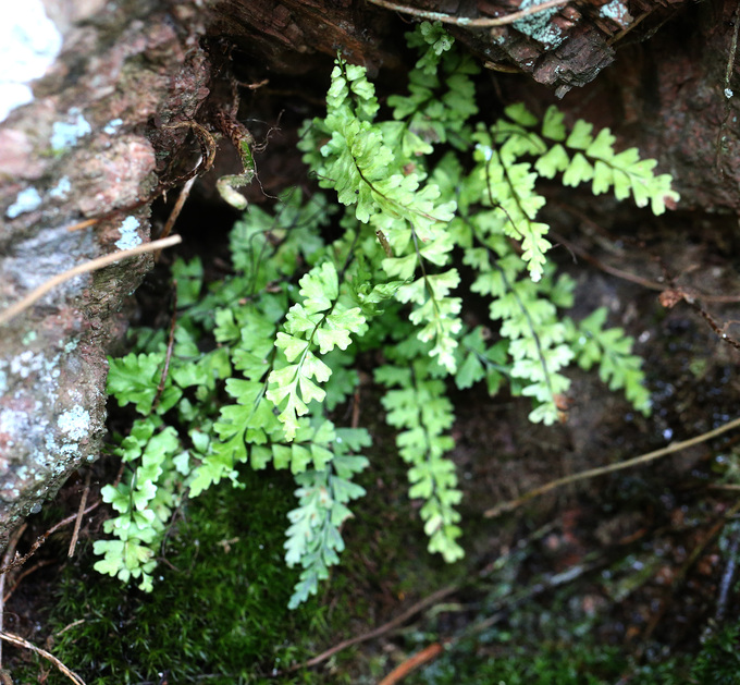 イエジマチャセンシダ Asplenium oligophlebium var. iezimaense _f0165160_15422468.jpg