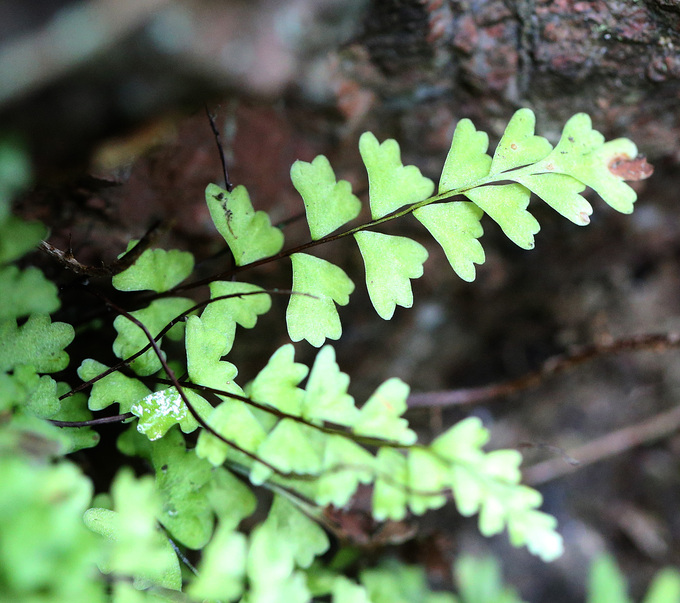 イエジマチャセンシダ Asplenium oligophlebium var. iezimaense _f0165160_15425787.jpg