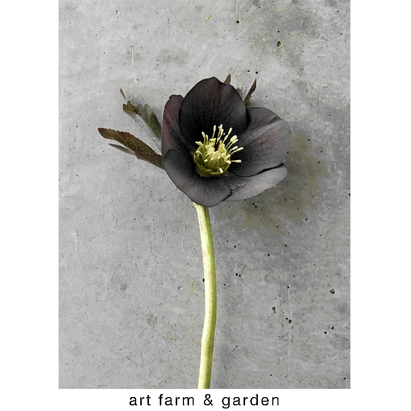 庭の黒い花 Art Farm Garden アート農場と庭 庭の黒い花 Art Farm Garden アート農場と庭