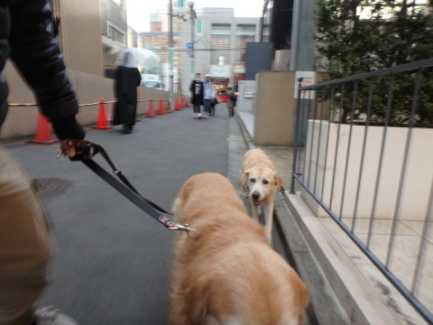 樹木のシーラカンスもしくはカブトガニ _f0052277_02513741.jpg