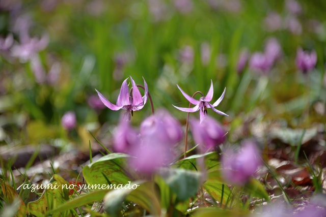 カタクリ咲く花の山♪_e0331878_21263833.jpg