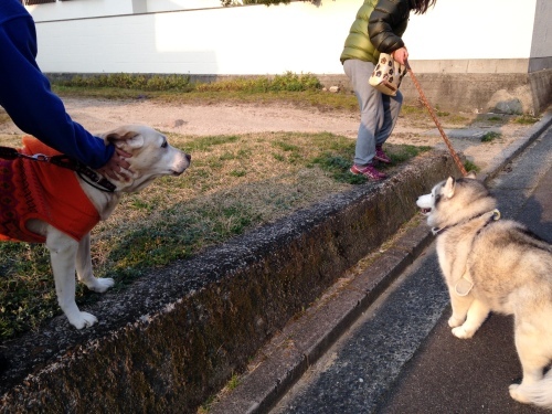 お久しぶりのケディちゃん！_f0315081_22160109.jpg