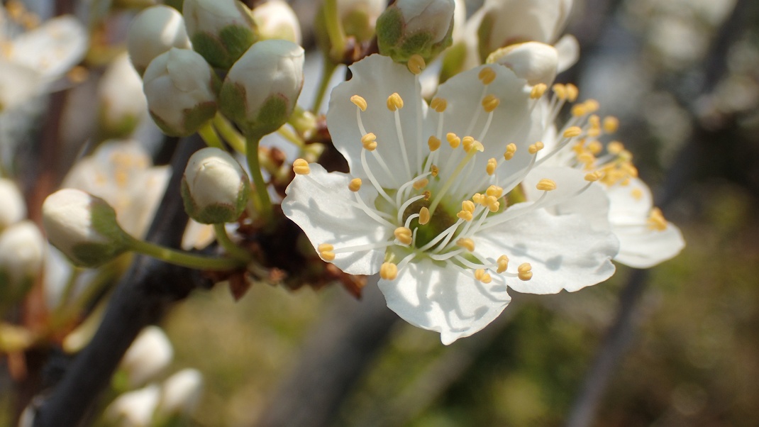 ムスカリの花_f0346184_1845516.jpg