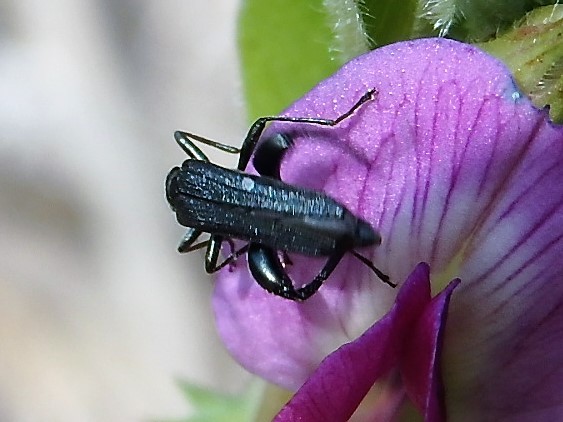 モモブトカミキリモドキ 　Oedemeronia lucidicollis_c0208989_20131620.jpg