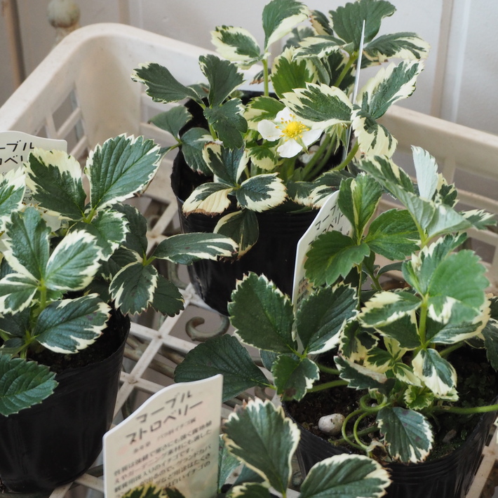 寄せ植え向きのお花が入荷②_a0292194_17211982.jpg