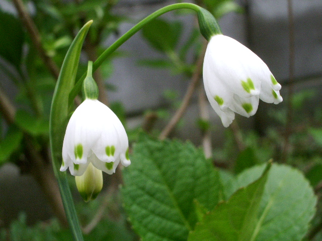 e0025300_2334230.jpg