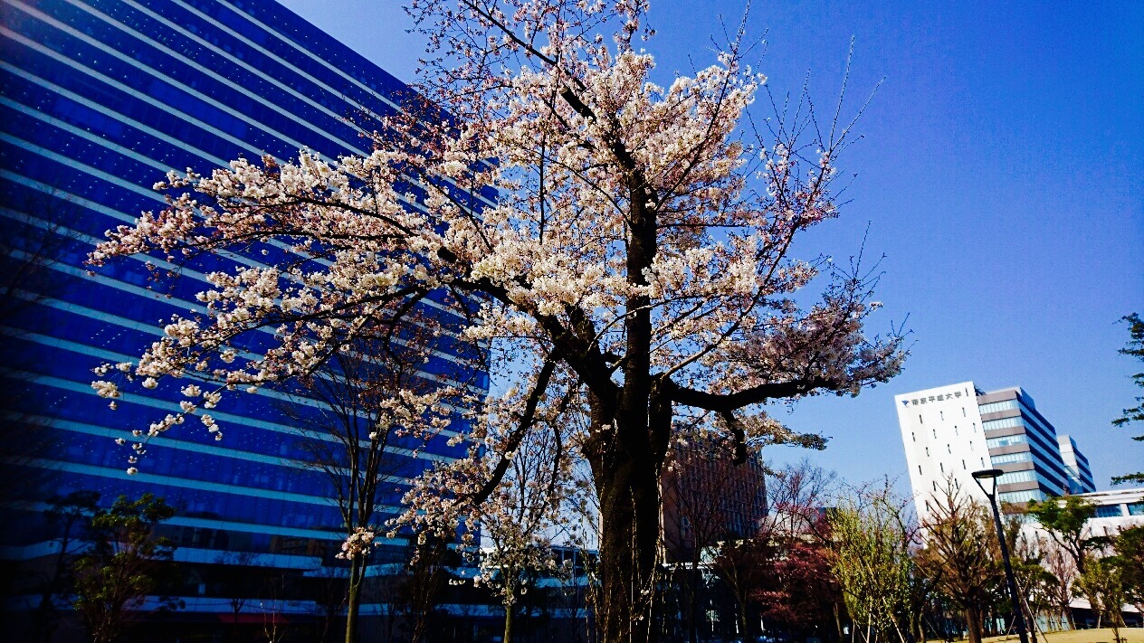 桜ボチボチ、スウィーツ日和_c0202101_09201577.jpg