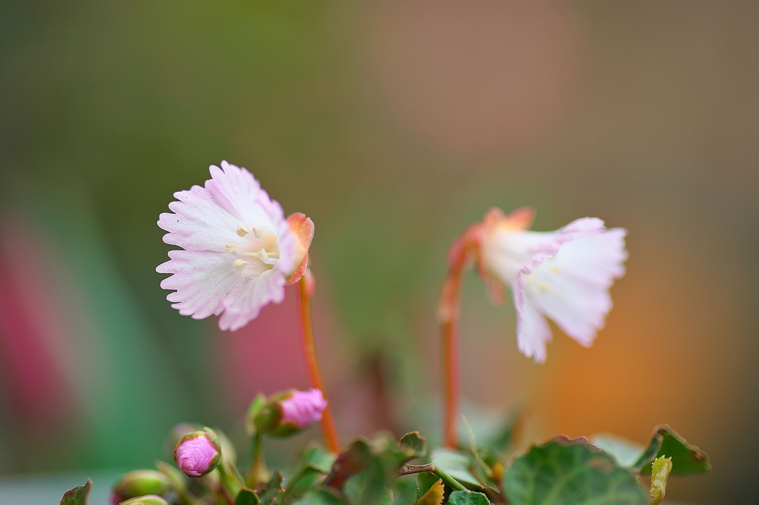 我が家の庭で咲いていた花を撮りました_f0000502_1014060.jpg