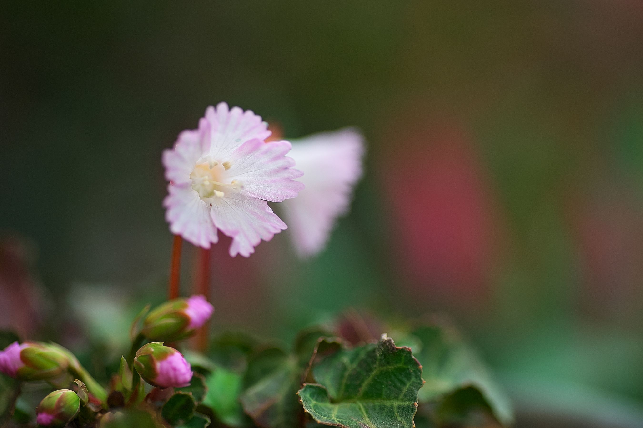 我が家の庭で咲いていた花を撮りました_f0000502_10141757.jpg