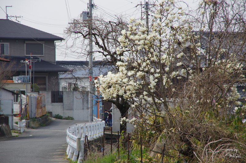 大阪八尾市大竹＆神立　今日もスカッとしない天気_d0342307_23553619.jpg