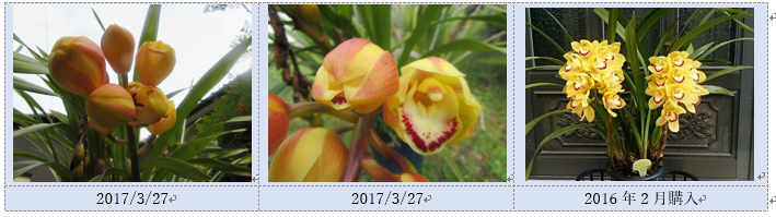 シンビジューム『ディープインパクト』の花…2017/3/30_f0231709_11271053.png