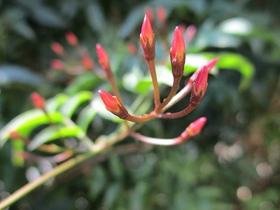 e0373815_11055569.jpg