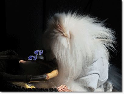b0167519_1559041.gif