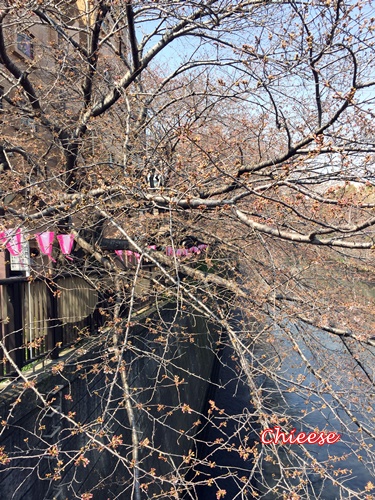 今年の手帳カバー　＆　目黒川の桜　_e0158121_163328.jpg