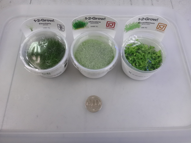170330 熱帯魚・金魚・水草_f0189122_13104345.jpg