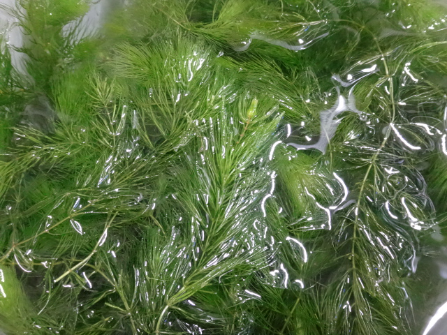 170330 熱帯魚・金魚・水草_f0189122_13161759.jpg