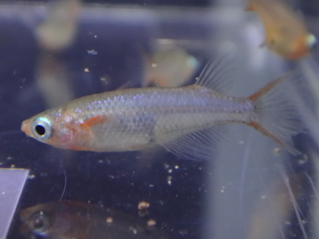 170330 熱帯魚・金魚・水草_f0189122_1372592.jpg