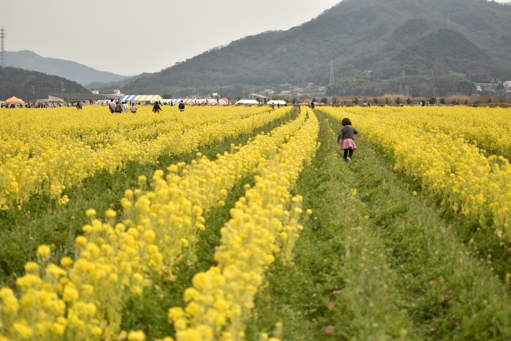 連休最終日・菜の花畑編_a0274324_06232178.jpg