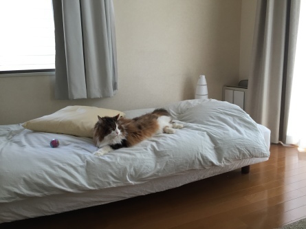 ナスにゃん、9歳になりました_f0181924_01463207.jpg