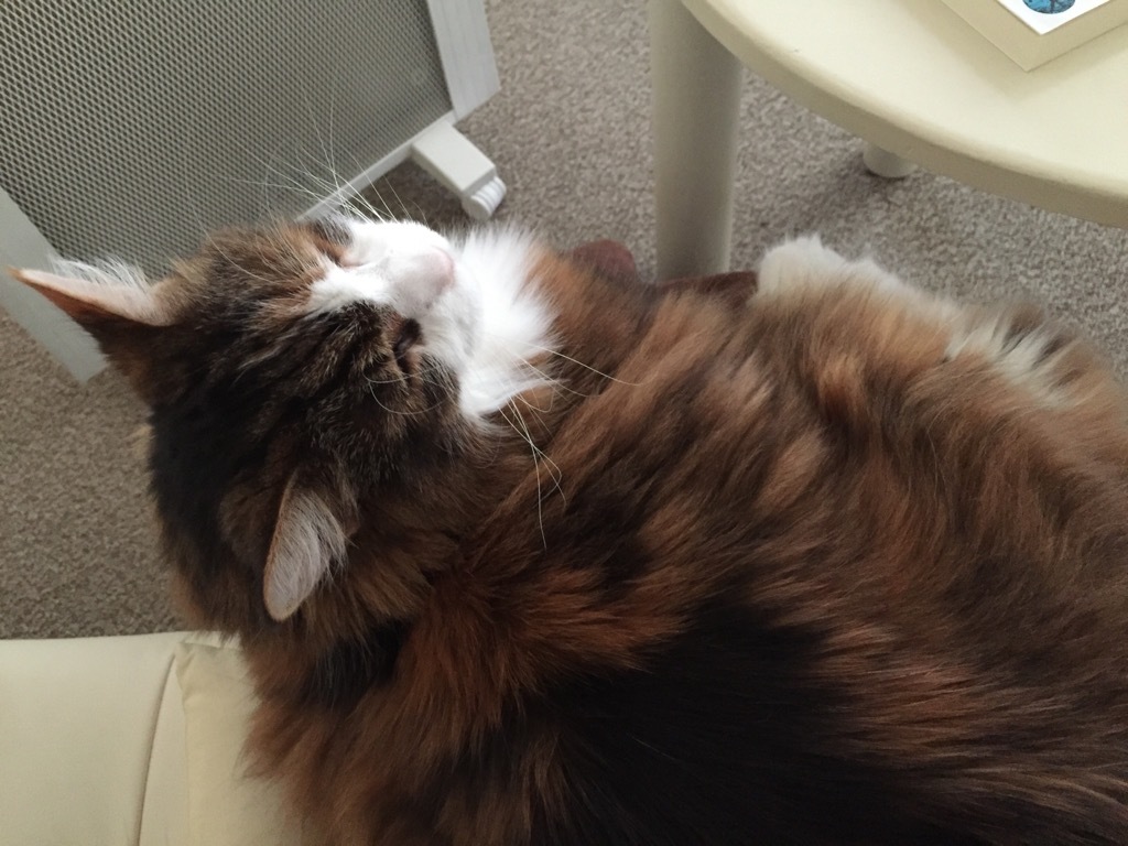 ナスにゃん、9歳になりました_f0181924_01483197.jpg