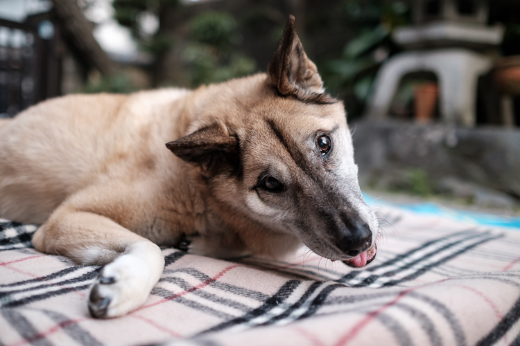 ポピーさんトラブルなり  /  FUJINON XF 23mm F1.4 R_c0198227_22545597.jpg