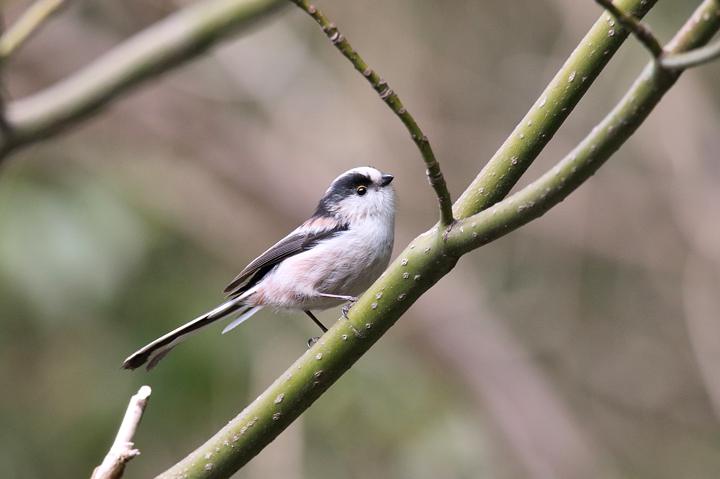 鳥がいませんね_b0191934_23163347.jpg