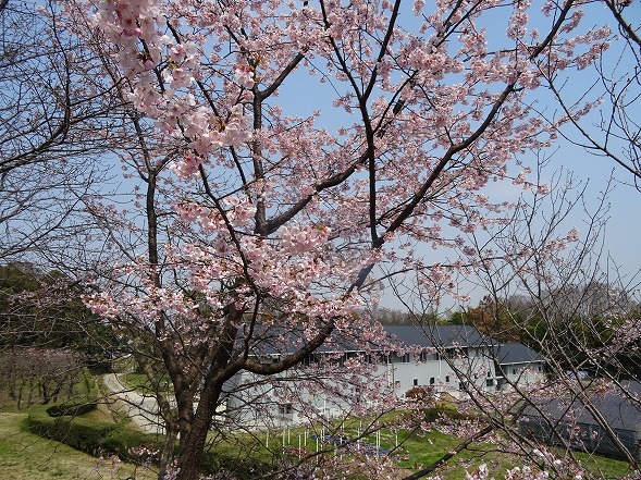 私市植物園は花盛り_b0299042_17133062.jpg