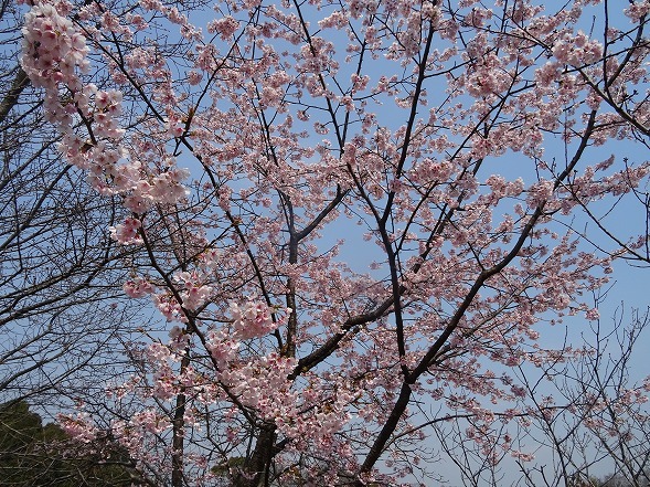 私市植物園は花盛り_b0299042_17133758.jpg